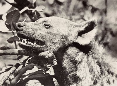 Bygga ett imperium i den fascistiska tidsåldern: hyenas chef, 1936-05-09 (s/v foto) av Modestino Baldinetti