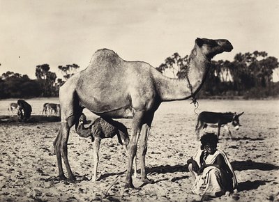 Att bygga ett imperium i den fascistiska tidsåldern: nomader, 1936-05-09 (s/v foto) av Modestino Baldinetti