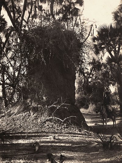 Att bygga ett imperium i den fascistiska tidsåldern: termitkoloni, 1936-05-09 (s/v foto) av Modestino Baldinetti