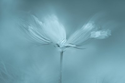 Drömmande blå blomma av Molly Fu APA
