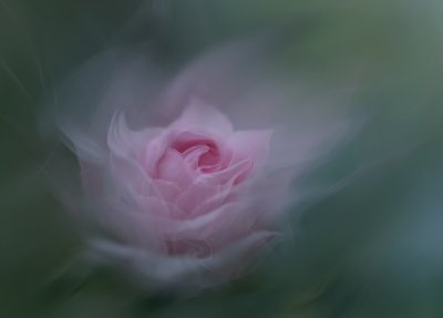 Drömmande rosa ros av Molly Fu APA
