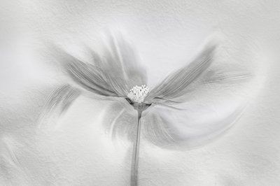 Ethereal Bloom Motion av Molly Fu APA