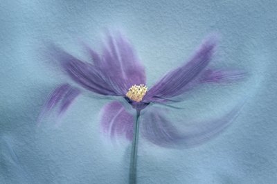 Eterisk lila blomma av Molly Fu APA