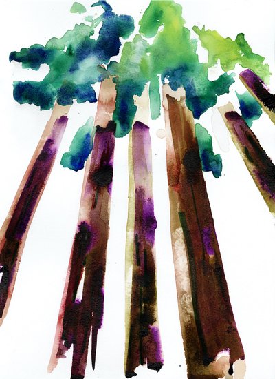 Sequoia, 2021 (akvarell på Langton, 300 g/m² kallpressat papper) av Monica Perez Vega
