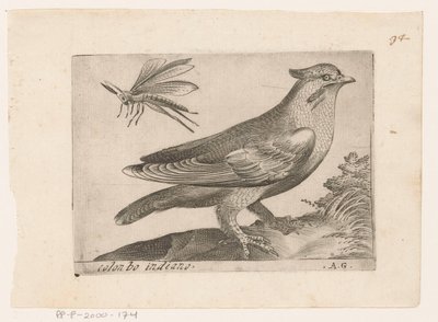 Pestvogel (Bombycilla garrulus) Colonbo indiano (titel på objekt) Vogels (serietitel) av Monogrammist AG