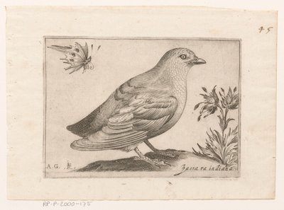 Vogel Passra Indiana (titel på objekt) Vogels (serietitel) av Monogrammist AG