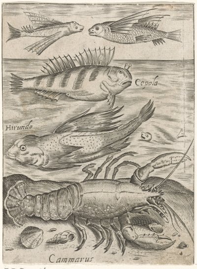 Studieblad med fyra fiskar och en hummer Piscium vivae-ikoner (serietitel) av Monogrammist P+P