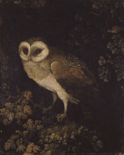En uggla, 1780-1790. av Moses Haughton