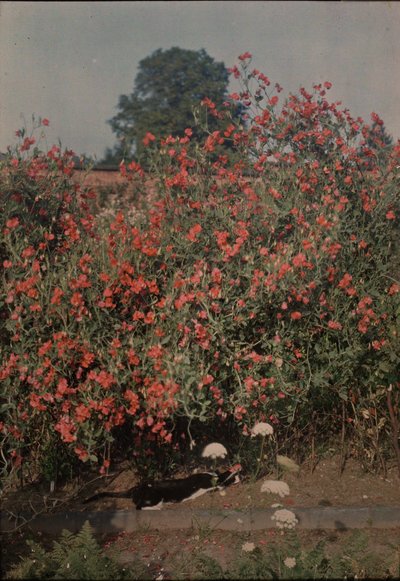 Cat and Sweetpeas, ca. 1907. av Moss