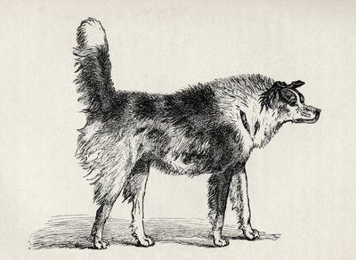 Halvrasig herdehund med fientliga avsikter, från Charles Darwins "The Expression of the Emotions in Man and Animals", 1872. av Mr. A. May