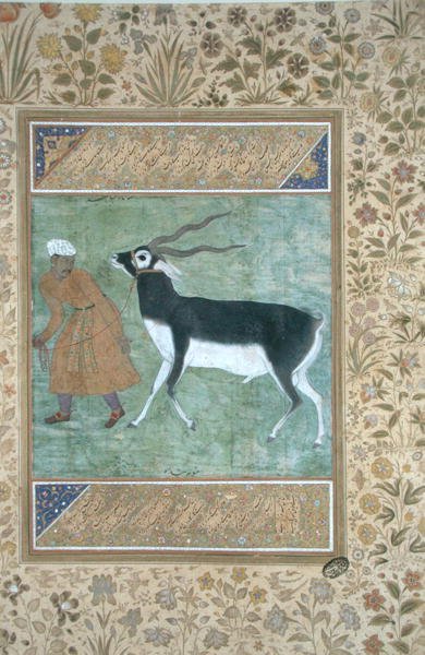 En indisk svart bock som leds av sin djurhållare, ca 1616 (ogenomskinlig akvarell & guld på papper) av Mughal School