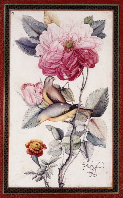 Gul-o Bulbul, ca. 1849-50 (akvarell på papper) av Muhammad Baqir