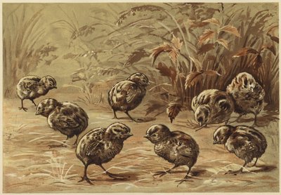 Moder rapphöna (litho) av N. Parker