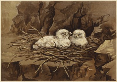 Örnens eyrie (litho) av N. Parker