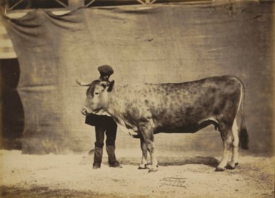 Garonnaise ko, 5 till 6 år gammal,1856 (foto) av Nadar Jeune (1825 1903)