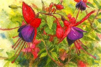Livfulla fuchsiafärgade blommor av Natalie Bruns