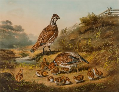 Omsorgen om en familj av Nathaniel Currier