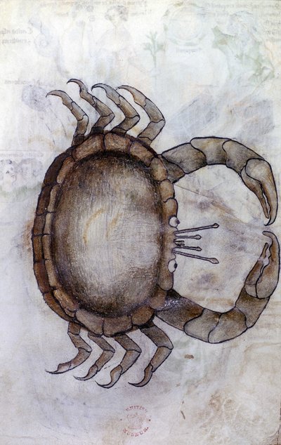 Sloane 3983 f.14v, En krabba, stjärntecken för Kräftan av Netherlandish School