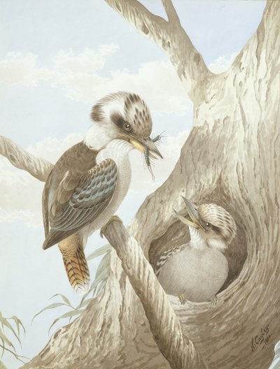 Kookaburras matar i ett bo i ett träd, 1892 av Neville HP Cayley