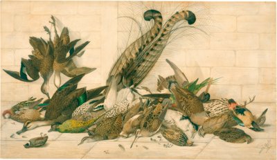 untitled (australiska gamebirds) av Neville Henry Cayley