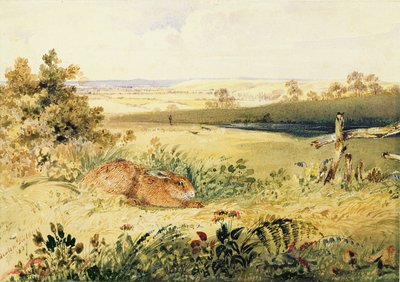 Hare i ett landskap, 1827 (wc med kroppsfärg, gummi arabicum och grafit på papper) av Newton Fielding