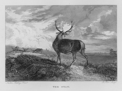 The Stag (gravyr) av Newton Fielding