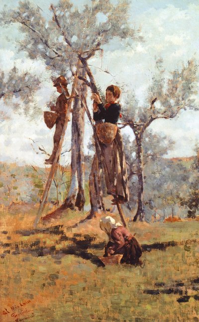 Olivskörden, ca 1892 (olja på duk) av Niccolo Cannicci