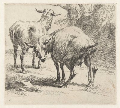Pissende ooi en een schaap Schapen (serietitel) Djur som dras till liv och trycks i vatten av stark luft av Studio and Art of Nicolai Berchem (serietitel) av Nicolaes Pietersz Berchem