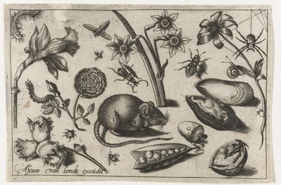 Blommor, en mus, insekter och en mussla Fåglar, blommor, insekter etc. (serietitel) av Nicolaes de Bruyn (possibly)