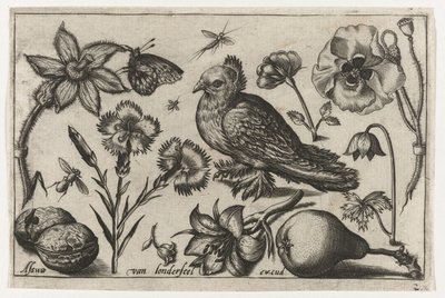 Blommor, ett päron och en duva Fåglar, blommor, insekter etc. (serietitel) av Nicolaes de Bruyn (possibly)