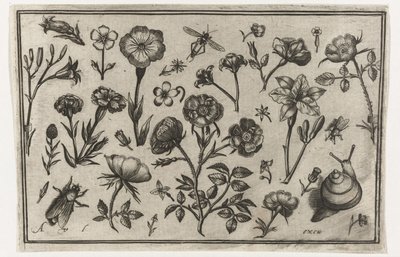 Blommor, en fluga och en snigel Fåglar, blommor, insekter etc. (serietitel) av Nicolaes de Bruyn (possibly)