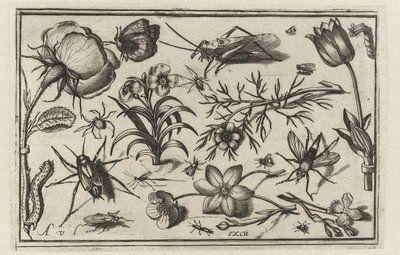 Blommor och insekter Fåglar, blommor, insekter etc. (serietitel) av Nicolaes de Bruyn (possibly)