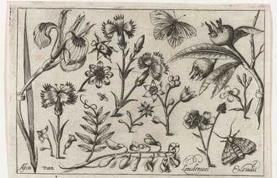 Blommor och fjärilar Fåglar, blommor, insekter etc. (serietitel) av Nicolaes de Bruyn (possibly)