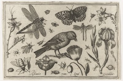 Blommor, trollslända och fågel Fåglar, blommor, insekter etc. (serietitel) av Nicolaes de Bruyn (possibly)