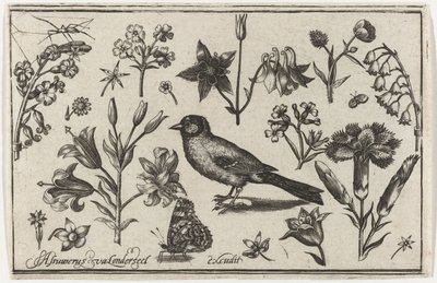 Blommor, fjäril och en fågel Fåglar, blommor, insekter etc. (serietitel) av Nicolaes de Bruyn (possibly)