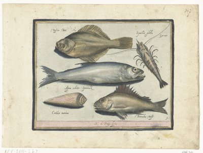 Flundra, räkor, smelt och pos Libelivs varia Genera piscium complectens (serietitel) Sötvattensfisk, havsfisk, grodor, kräftdjur och havsdjur (serietitel) av Nicolaes de Bruyn