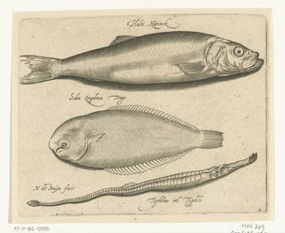 Sill, tunga och pipfisk Libelivs diverse Genera piscium complectens (serietitel) Sötvattensfisk, havsfisk, grodor, kräftdjur och havsdjur (serietitel) av Nicolaes de Bruyn