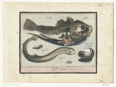 Gurnard, stick och snigelskal Libelivs varia Genera piscium complectens (serietitel) Sötvattensfisk, havsfisk, grodor, kräftdjur och havsdjur (serietitel) av Nicolaes de Bruyn