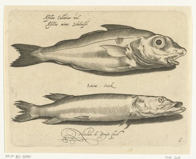 Kolja och gädda Libelivs diverse Genera piscium complectens (serietitel) Sötvattensfisk, havsfisk, grodor, kräftdjur och havsdjur (serietitel) av Nicolaes de Bruyn