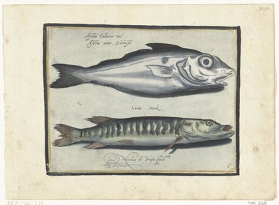 Kolja och gädda Libelivs diverse Genera piscium complectens (serietitel) Sötvattensfisk, havsfisk, grodor, kräftdjur och havsdjur (serietitel) av Nicolaes de Bruyn