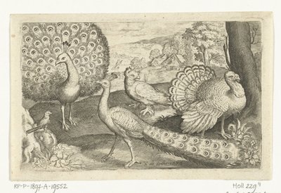 Två påfåglar och kalkon Fåglar och insekter (serietitel) av Nicolaes de Bruyn