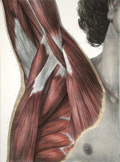 The Shoulder and Axilla, från 