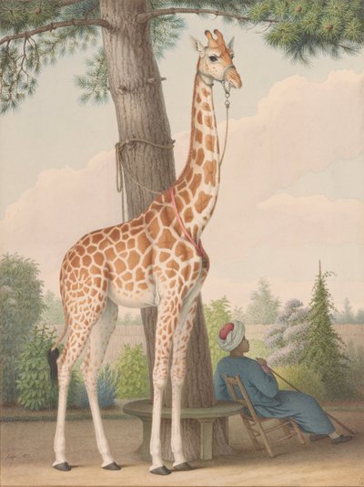Studie av giraffen som gavs till Karl X av vicekungen i Egypten av Nicolas Hüet the Younger