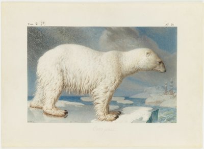 Isbjörn, 1796. av Nicolas Maréchal