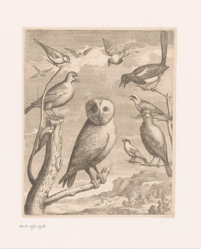 Uggla och andra fåglar Alouco Hibou (titel på objekt) Fåglar från Versailles Zoo (serietitel) av Nicolas Robert (possibly)