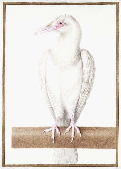 Albino kråka av Nicolas Robert