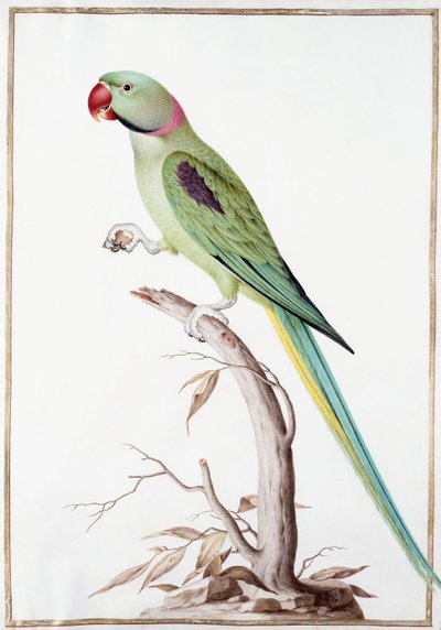 Alexandrine Parakit av Nicolas Robert