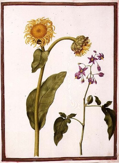 PD.109-1973.f11 (LtoR) Inula Helenium Decampanr och Solanum dulcamara (bitterljus) (akvarell på pergament) av Nicolas Robert