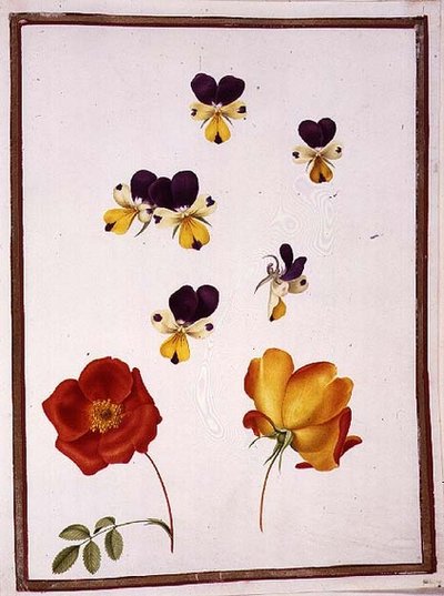 PD.109-1973.f15 Sex huvuden av penséer och två Rosa Foetida (österrikisk briar) (akvarell på veläng) av Nicolas Robert