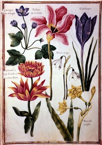 PD.109-1973.f48 Blomsterstudier (akvarell på veläng) av Nicolas Robert